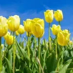 Horoskop za 11. mart: Ovan uživa, Jarcu potrebno opuštanje