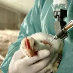 Od ptičjeg gripa uginulo 160 jedinki živine