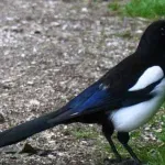 Virus ptičjeg gripa potvrđen i kod divljih ptica; Temperatura, kašalj i slabost najčešći simptomi kod ljudi