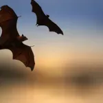 Danski grad bijelu rasvjetu na ulicama zamijenio crvenom da bi zaštitio ugroženu vrstu