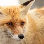 Lukavi lisac prešao Atlantik brodom kao slijepi putnik