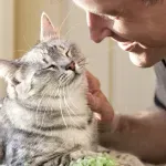 Ako vas mačka dodiruje nosom, to je znak velikog povjerenja