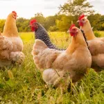 Krivične prijave zbog širenja ptičjeg gripa, osumnjičeni da su na deponiju odvezli oko 18.000 uginulih kokošaka