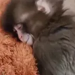 (VIDEO) Majmun Panč našao djevojku