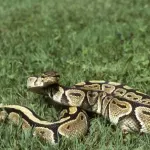 Molekul iz krvi pitona mogao bi da postane novi lek protiv gojaznosti