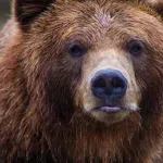 Rumunija: Medvjed teško povrijedio čovjeka u okrugu Mureš