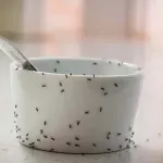 Mravi u kuhinji: Koja prirodna metoda zaista djeluje i kako ih se riješiti bez hemikalija