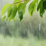 (VIDEO) Sjutra oblačno sa slabom kišom