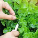 Ovo je najzdravije povrće na svijetu: Stručnjaci otkrili zašto i kako da ga uključite u ishranu