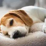 Pokrenuta humanitarna akcija "Naše malo njima znači mnogo"