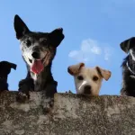 Danas je Svjetski dan napuštenih životinja, pomognimo im