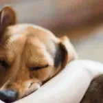 Ova evropska zemlja dozvolila bolovanje zbog bolesnog kućnog ljubimca