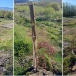 U Beranama vandalizam bez kazne, institucije bez odgovora