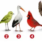Brzi test ličnosti: Izaberite pticu i otkrijte šta vas izdvaja iz mase