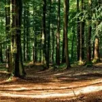 Uprava za gazdovanje šumama: Netačni navodi o raspodjeli drvnih sortimenata i zloupotrebama