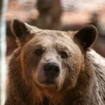 Mrki medvjed povrijedio dva američka vojnika na Aljasci