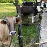 Vlasnik mljekare "Nika" prekinuo otkup mlijeka u Župi nikšićkoj, blokada puteva u najavi