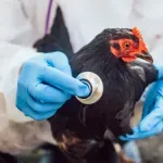 Stekli se uslovi za prestanak proglašenja zaraženih i ugroženih područja od ptičjeg gripa