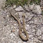 Najezda zmija u nikšićkom naselju Čađalica: Poskoci "kucaju"na kućna vrata