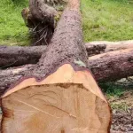 Siječemo šume zbog rezane građe, uvezli namještaj za 61,8 miliona