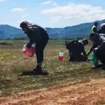 Mišomor na ispaši 700 ovaca, dva lica saslušana zbog prosipanja otrova