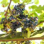 Objavljeno više poziva za pružanje podrške za vino