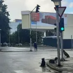 Iako napuštene životinje pričinjavaju velike štete, nijesu krivi psi nego sistem
