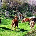 Nikšićka sela pod opsadom lutajuće stoke, institucije bez reakcije