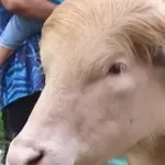 (VIDEO) Albino bik postao atrakcija u Bangladešu, zbog frizure ga nazvali po Trumpu