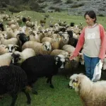 Slavka Adžović muku muči s psima lutalicama: Stradalo desetak ovaca, koza, jagnjadi i jaradi