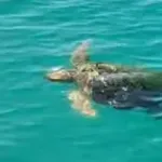 (VIDEO) Morska kornjača snimljena u barskoj marini