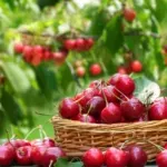 Trešnje su zdrave, ali ne za svakoga: Ove grupe treba da budu oprezne