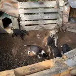 Sa nikšićkih ulica sklonjen 101 pas, udomljeno 35