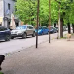 Za deceniju zbog ujeda pasa lutalica Opština Nikšić isplatila 3,3 miliona eura