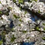 Danas pretežno sunčano, do 35 stepeni