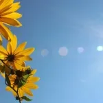 Pretežno sunčano, do 38 stepeni