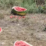 Ministarstvo poljoprivrede od proizvođača lubenice traži spisak sa podacima o viškovima