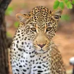 (VIDEO) Leopard upao u prodavnicu pića, obarao flaše i napao prodavca