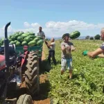 Počeo izvoz proizvoda iz Malesije: Lubenica napušta njive