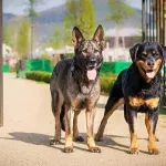Ovo su rase pasa koje važe za najbolje zaštitnike