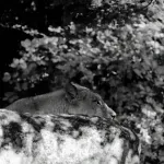 Horor u Zoo vrtu u Zagrebu: Lav napao i usmrtio lavicu