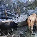 Ministarstvo poljoprivrede prati sušu i bi da pomogne u okviru zakona
