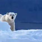 Kažnjen sa 4.500 eura jer je sirenom probudio usnulog polarnog medvjeda