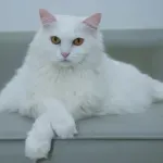 Šta znači kada vas mačka nepomično posmatra dok spavate