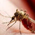 Virus Zapadnog Nila širi se Evropom: U Makedoniji petoro mrtvih, u Grčkoj 13