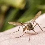 U Srbiji 11 ljudi zaraženo virusom Zapadnog Nila koji prenose komarci