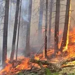 Bijelo Polje: Gori borova šuma u Stožeru