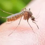 U Grčkoj registrovana 232 slučaja virusa Zapadnog Nila, 19 osoba preminulo