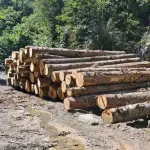 Jelovica: Pronađeno više od 1.000 m³ bespravno posječene drvne mase vrijedne blizu 140.000 eura