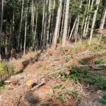 Devastacija prirode u Beranama: Centri moći diktirali uništenje rijeka i šuma kroz sumnjive koncesije